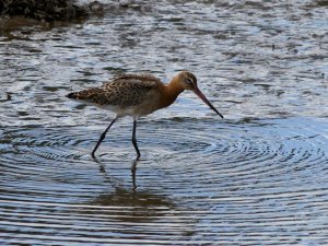 Black-tailed Godwit