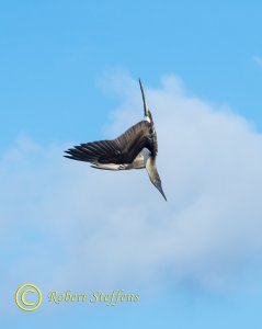 Blue-footed Booby