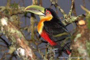 Red-breasted Toucan by Adam Riley