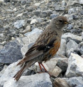 Alpine Accentor