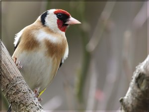 Goldfinch