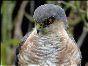 Fun Sprawk!