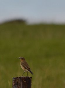 Wheatear