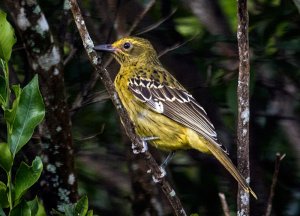 Yellow Oriole