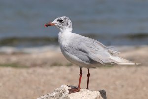 Mediterranean Gull