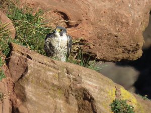 peregrine