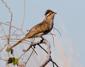 Striped Cuckoo