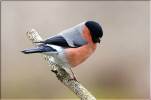 Bullfinch