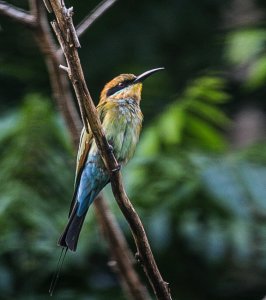 Rainbow Bee-Eater