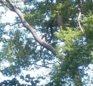 Buzzard On A Tree