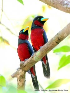 Black-and-Red Broadbill by Keith Valentine