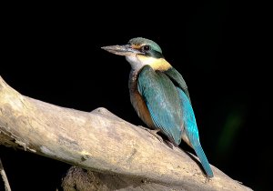 Sacred Kingfisher