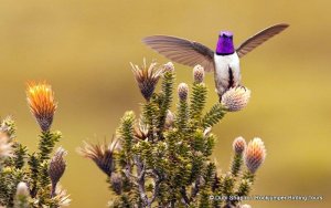 Ecuadorian Hillstar by Dubi Shapiro