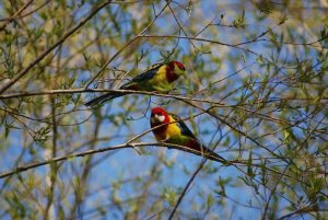 Eastern Rosella