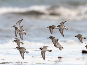Dunlin and Common Ringed Plover