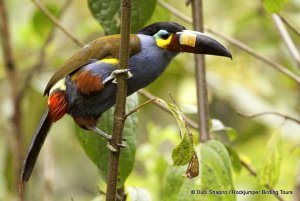 Plate-billed Mountain Toucan by Dubi Shapiro