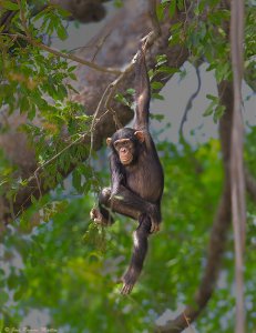 Chimpanzee (Pan troglodytes) (ssp. verus)