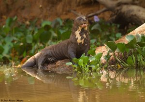 Giant otter (Pteronura brasiliensis)