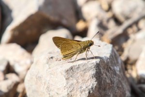 Millet Skipper