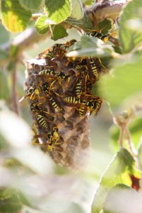 European Paper Wasp