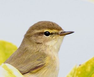 Chiffchaff