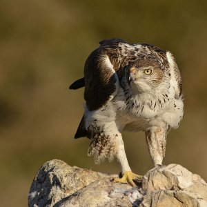 Bonelli's Eagle