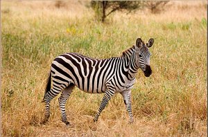 Grant's zebra (Equus quagga boehmi)