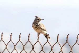 Crested Lark