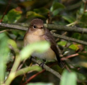 Red-breasted Flycatcher