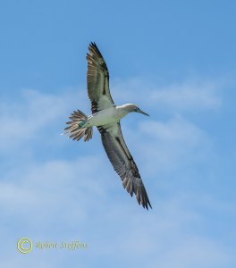 Blue-footed Booby Flight Shot