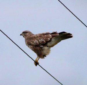 Common Buzzard