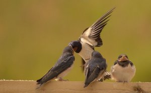 Swallows