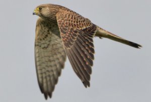 Kestrel