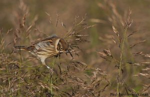 Reed Bunting