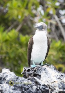 Blue-footed Booby