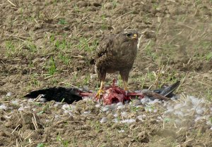 buzzard with meal