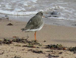 redshank