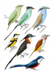 Hypothetical monarch-flycatchers