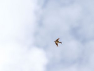 Sand Martin