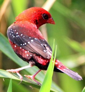 RED ADAVAT (MALE) OR STRAWBERRY FINCH OR RED MUNIA