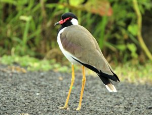 RED WATTLED LAPWING