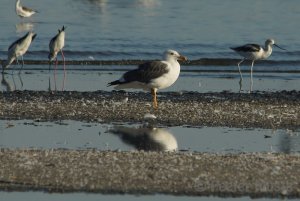 Yellow-footed Gull: Salton Sea, CA