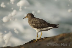 Surfbird: Ventura, CA