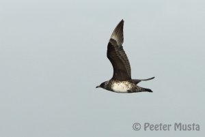 Pomarine Skua/Jaeger - Santa Barbara Channel, California, USA