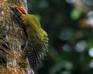 The streak-throated woodpecker