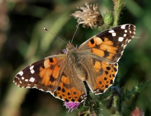 Painted Lady