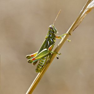 Snakeweed Grasshopper