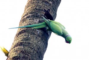 The rose-ringed parakeet