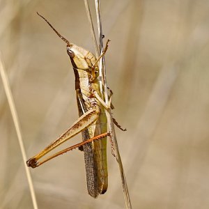 Two-striped Merimiria