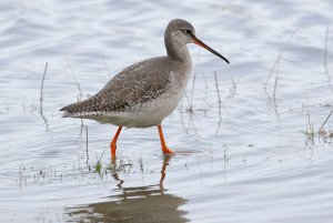 Spotted Redshank